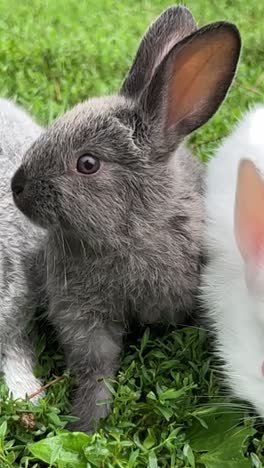 two rabbits  one gray and one white  are sitting in the grass
