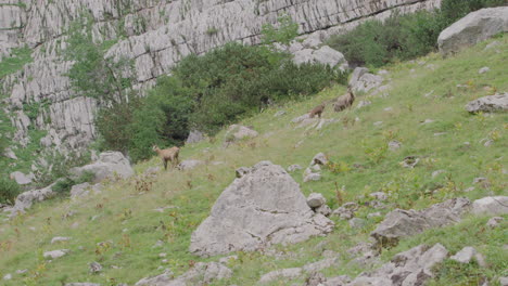 Close-up-of-Chamois-and-cubs-standing-on-a-meadow-high-up-in-the-mountains