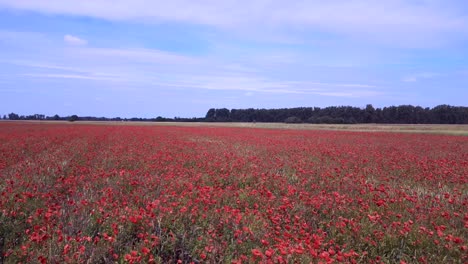 majestic aerial top view flight red poppyfield rural area summer meadow