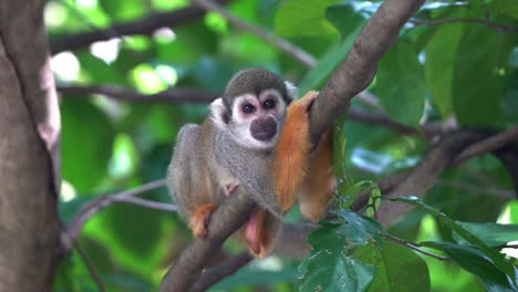 Cute-little-squirrel-monkey-hugging-the-tree-branch