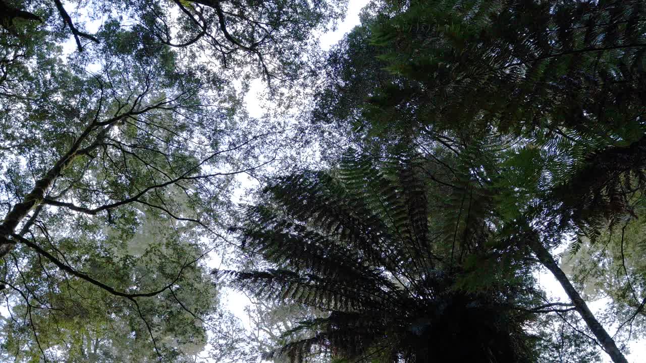 vegetación exuberante y cielo a través del dosel del bosque