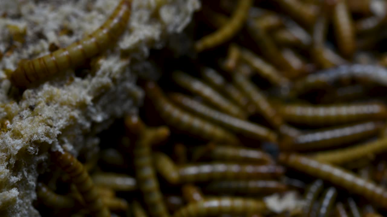 el gusano de la harina es una especie de escarabajo oscuro que se usa para alimentar mascotas como peces, serpientes, pájaros y ranas