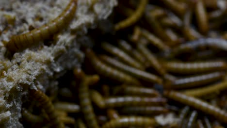 el gusano de la harina es una especie de escarabajo oscuro que se usa para alimentar mascotas como peces, serpientes, pájaros y ranas