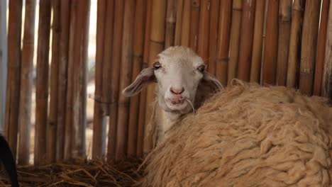 sheep looking over a hay bale in a barn.