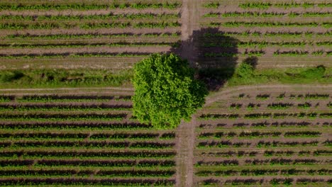 Slow-top-down-rising-shot-revealing-a-large-vineyard-plantation-in-Le-Cres