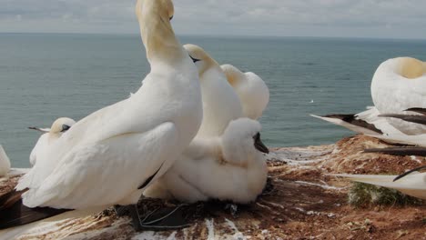 Majestic-gannet-bird-cleaning-fellow-bird-in-colony-location,-close-up-view