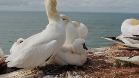 majestuoso pájaro alcatraz limpiando a otro pájaro en la ubicación de la colonia, vista de cerca