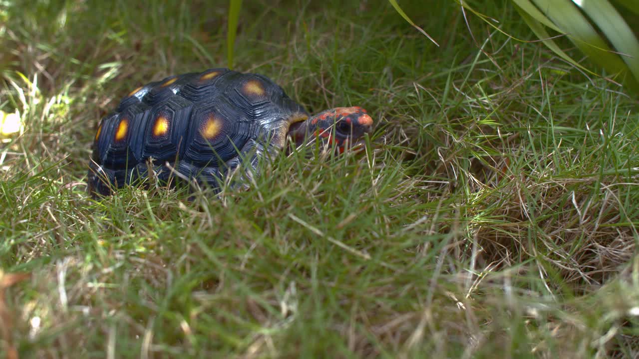 Red footed Tortise walking through grass