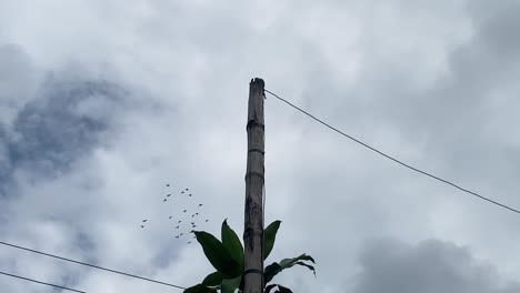 Primer-Plano-De-Un-Poste-Eléctrico-De-Madera-Con-Pájaros-Volando-Sobre-El-Fondo,-ángulo-Bajo