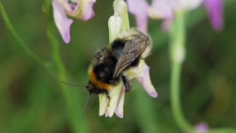 bee gathering nectar in flowers  - macro shot