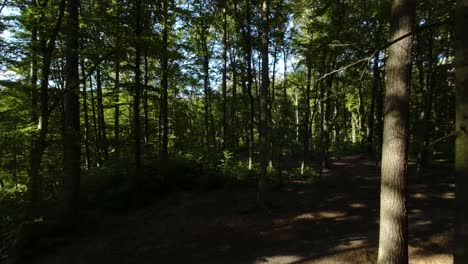 Aerial-Flying-Through-Eerie-Shaded-Woodland-Forest