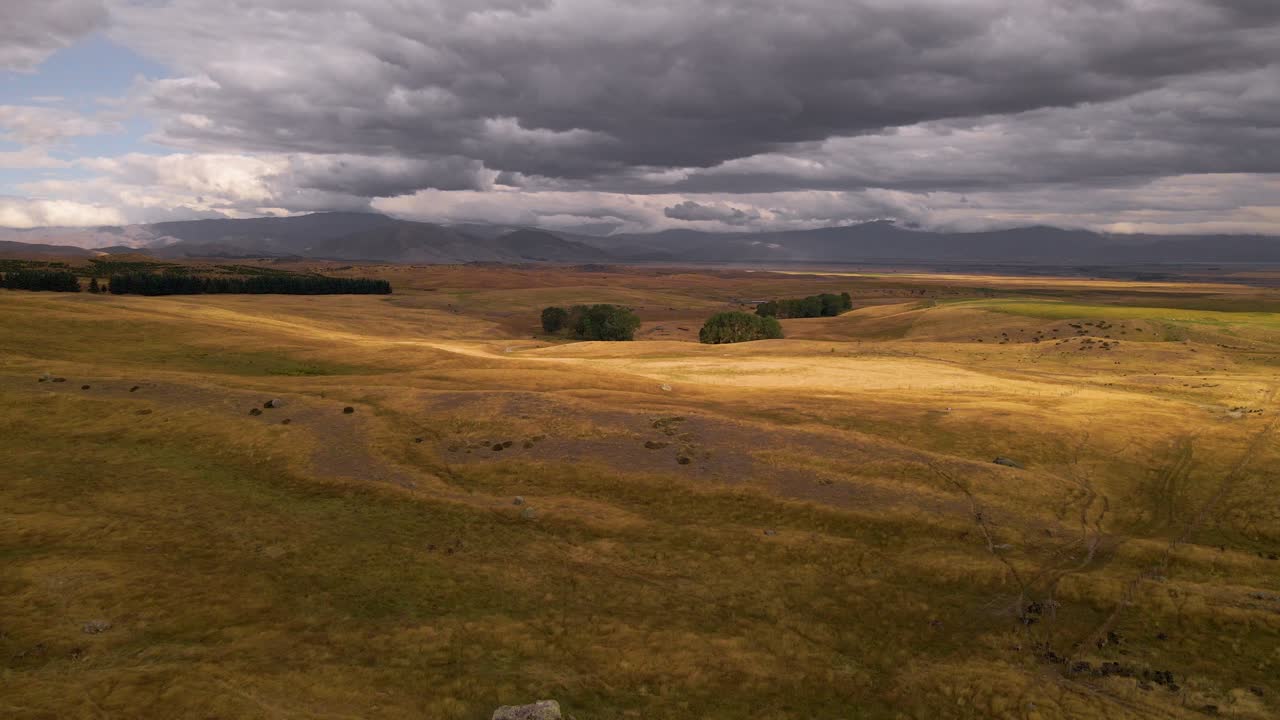 Merino lamb grazing on vast golden plains in New Zealand highlands