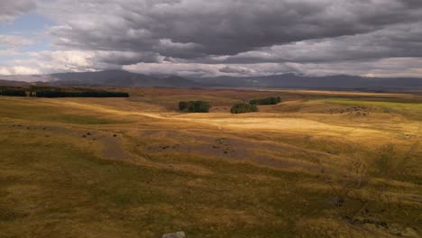 merino lamb grazing on vast golden plains in new zealand highlands