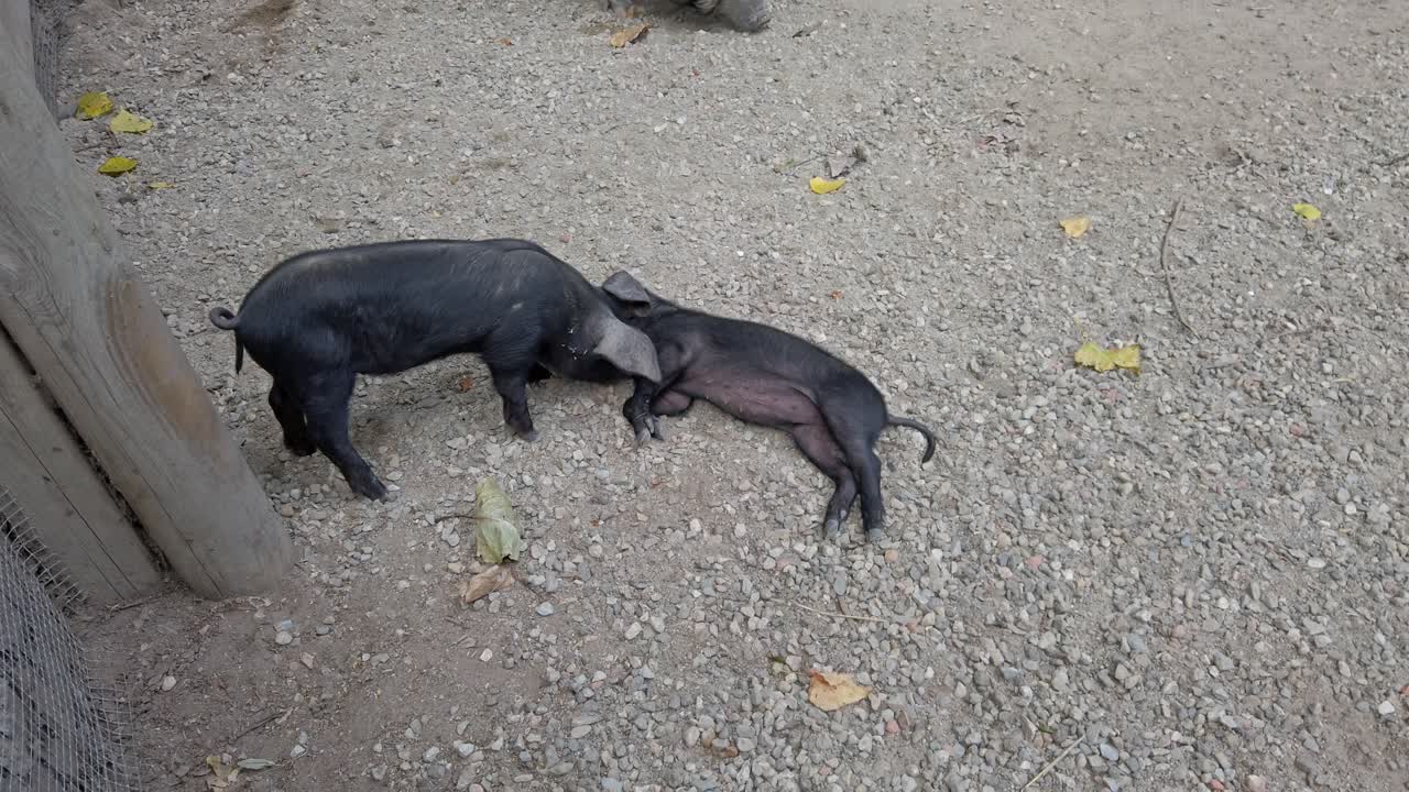 Pot bellied pig gently nudging sleeping piglet within farm enclosure, displaying curious interaction and playful exploration of young animal's peaceful rest