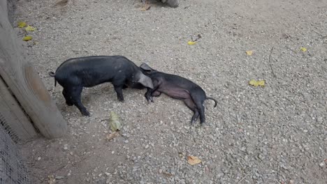 pot bellied pig gently nudging sleeping piglet within farm enclosure, displaying curious interaction and playful exploration of young animal's peaceful rest