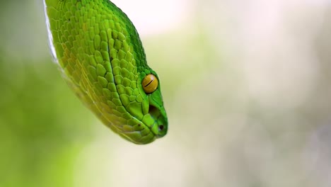 The-White-lipped-Pit-Viper-is-a-venomous-pit-viper-endemic-to-Southeast-Asia-and-is-often-found-during-the-night-waiting-on-a-branch-or-limb-of-a-tree-near-a-body-of-water-with-plenty-of-food-items