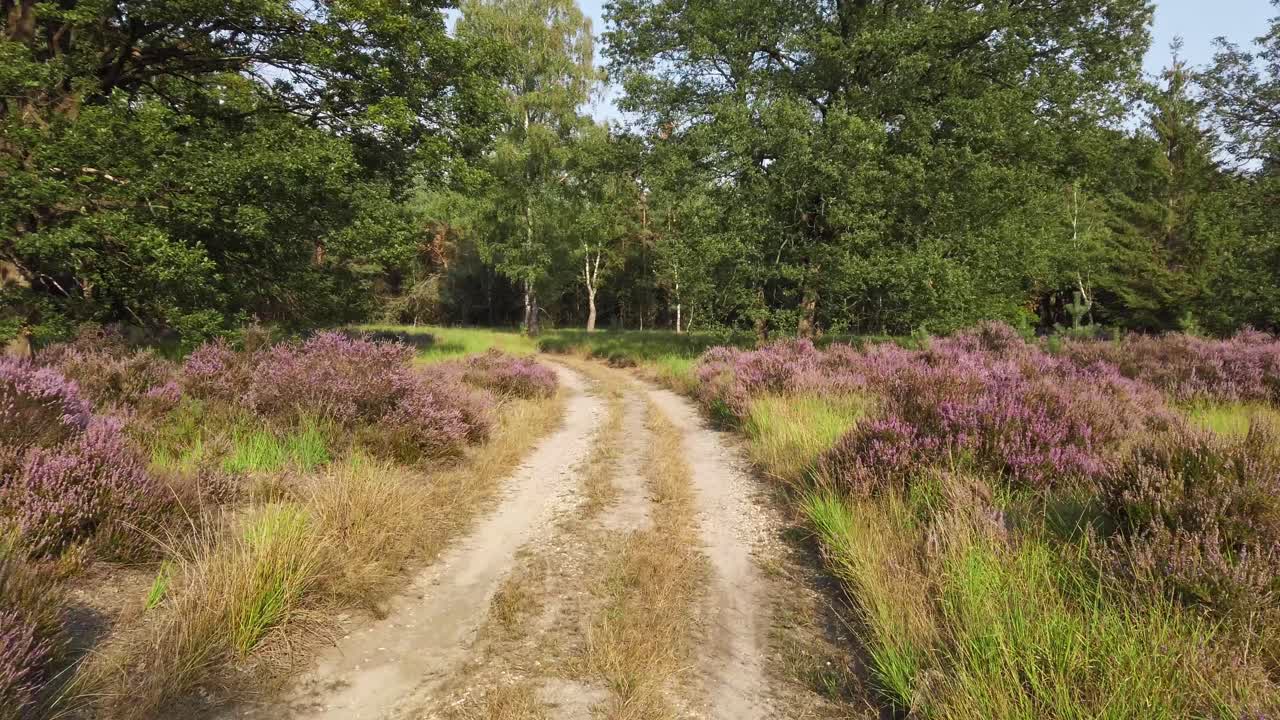 네덜란드 국립 공원 de meinweg의 꽃이 만발한 황야를 순환하며 4k60 푸티지