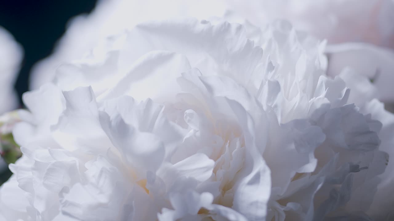 스튜디오 근접 촬영 슬라이딩 회전 디스플레이의 흰색 모란