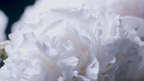 White-peonies-in-studio-closeup-sliding-rotating-display