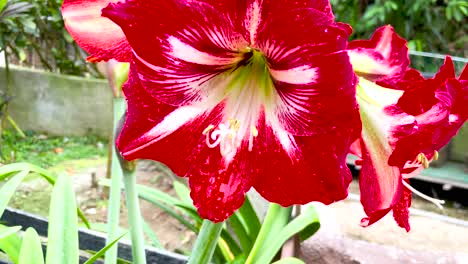 close shot of hybrid hippeastrum plant in a