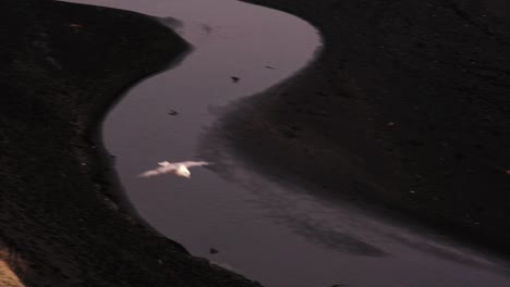 Gaviotas-Disparadas-A-Cámara-Lenta-En-La-Costa-De-Islandia