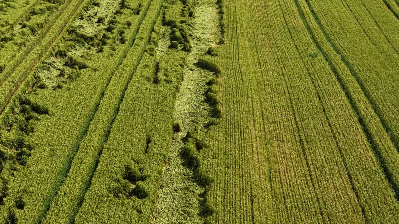 Drone hovers over green grain crop farmland with tractor lines