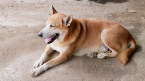 the dog is lying on the floor on a hot day-2