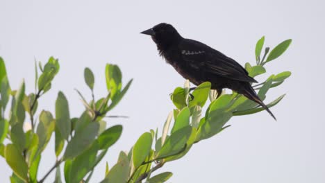 grackle llamando en la parte superior de la planta de playa con cielo azul en segundo plano.