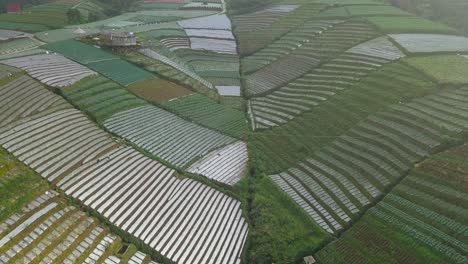 Imágenes-Aéreas-De-Una-Hermosa-Plantación-De-Hortalizas-En-Terrazas-En