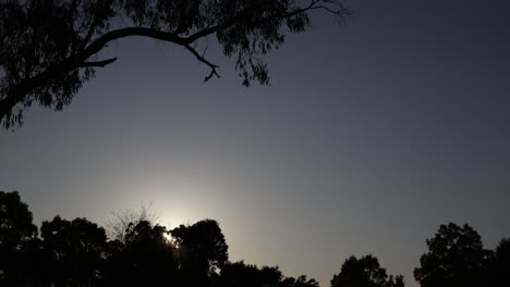 timelapse of moon rising behind tree silhouettes