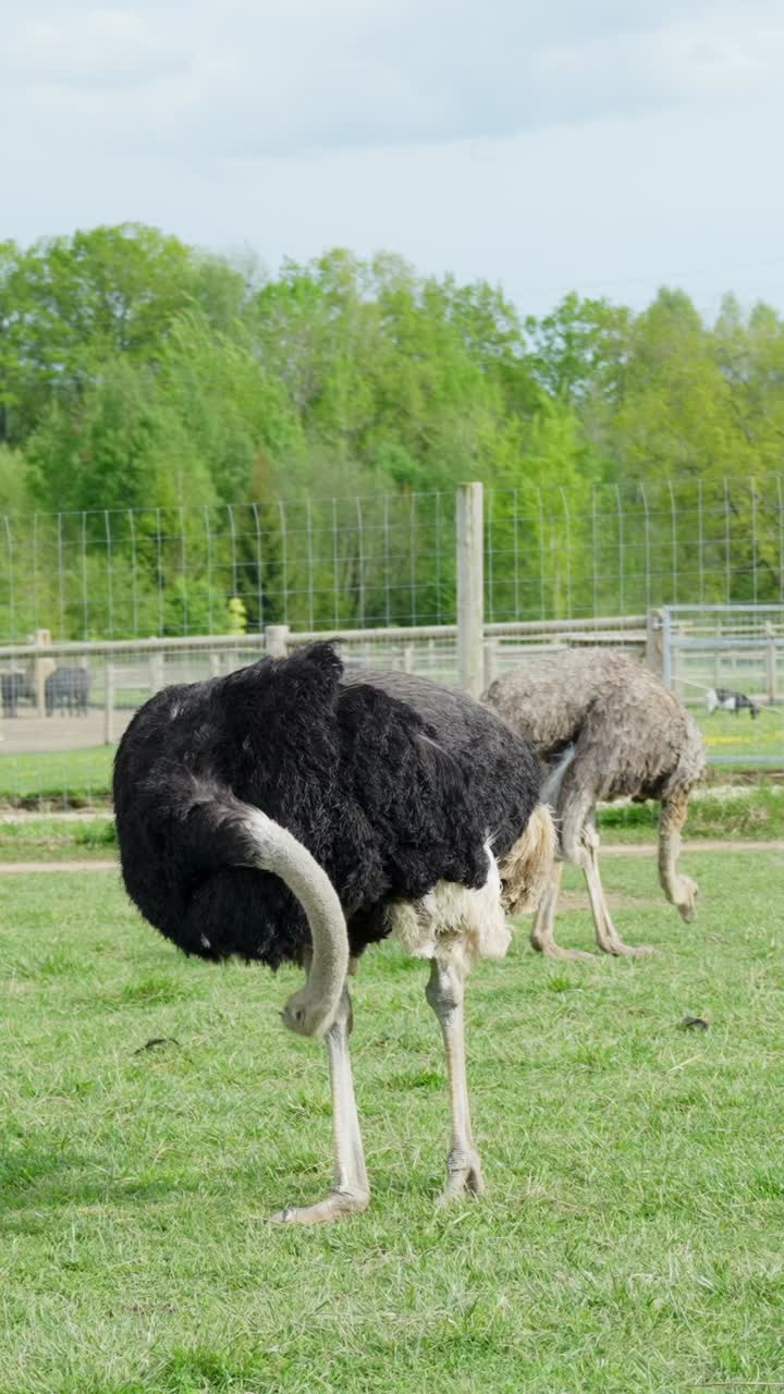 Farm Life: Ostrich Walking in a Grassy Pen, Black Feathers