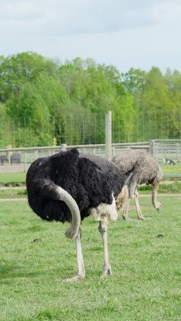 farm life: ostrich walking in a grassy pen, black feathers