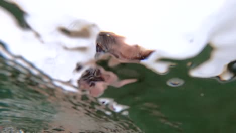 a slow motion shot of a bearded man dives down into the water of a calm bay in nsw australia for a swim in clear water