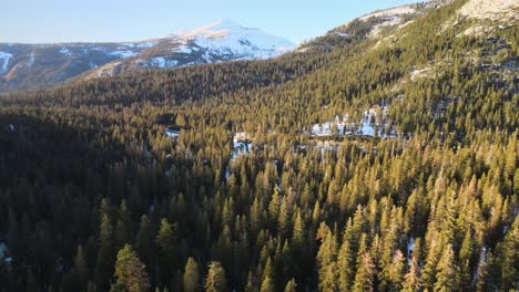 Flying-over-a-pine-forest-with-a-snowy-mountain-in-the-distance