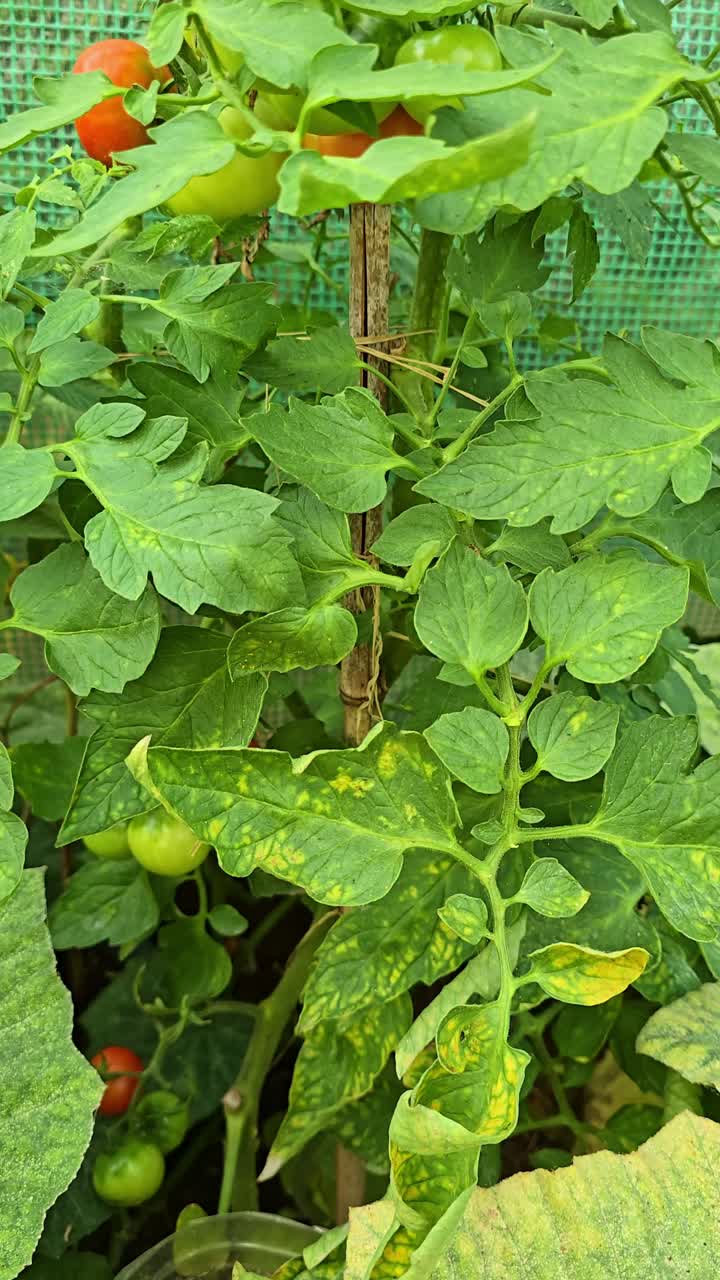 A vertical shot moves upward along a tomato plant in a greenhouse, showing leaves, red ripe tomatoes, and green unripe ones from bottom to top