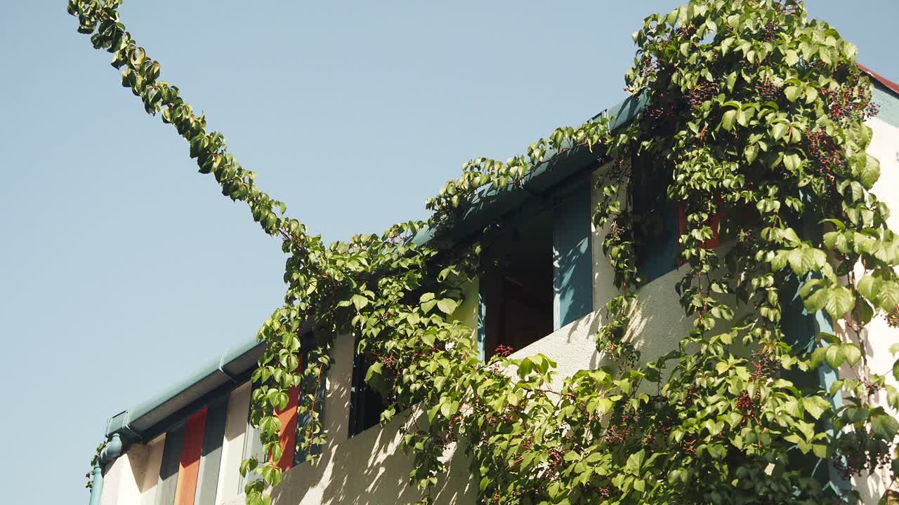 Building facade covered in green ivy under a clear sky