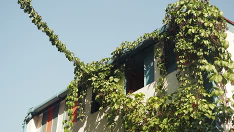building facade covered in green ivy under a clear sky