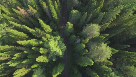 aerial view of a coniferous forest