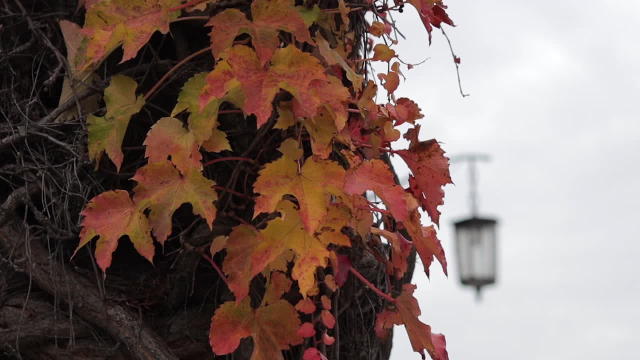 폴란드 크라쿠프에 있는 wawel royal castle에 있는 벽돌 건물의 가까운 모습.