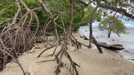 lush mangroves on the sea shore of a tropical island in the caribbean