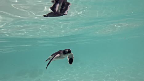 baby turtle swimming underneath the waves and coming up for air -underwater