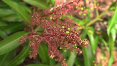 small mangos on mango tree flowers growing ready to grow into young tropical fruit exotic