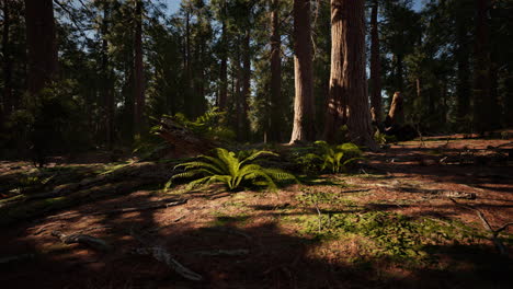 Early-morning-sunlight-in-the-Sequoias-of-Mariposa-Grove