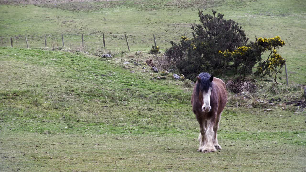 disparo estático de un caballo de condado marrón caminando a través de un campo en una granja