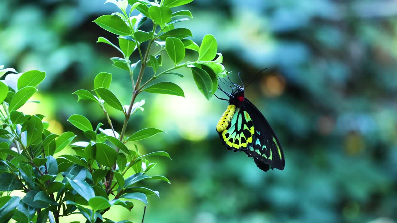 Farfalla posata su una pianta verde
