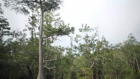 Thick-bottom-bald-cypress-tree-in-a-lake