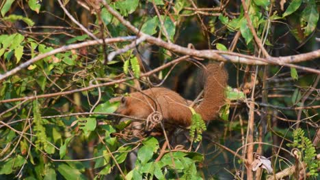 ardilla de vientre gris, callosciurus caniceps, imágenes de 4k