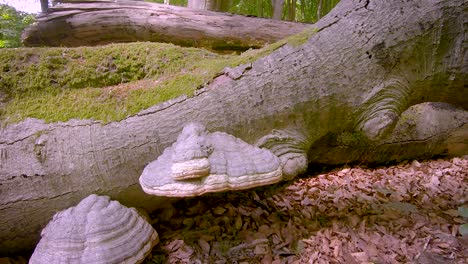 seta de tinder en un tronco de árboles caídos en el bosque