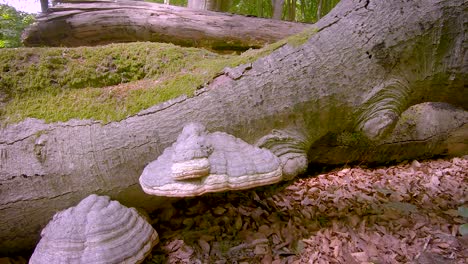 tinder mushroom on a trunk of fallen trees in the forest