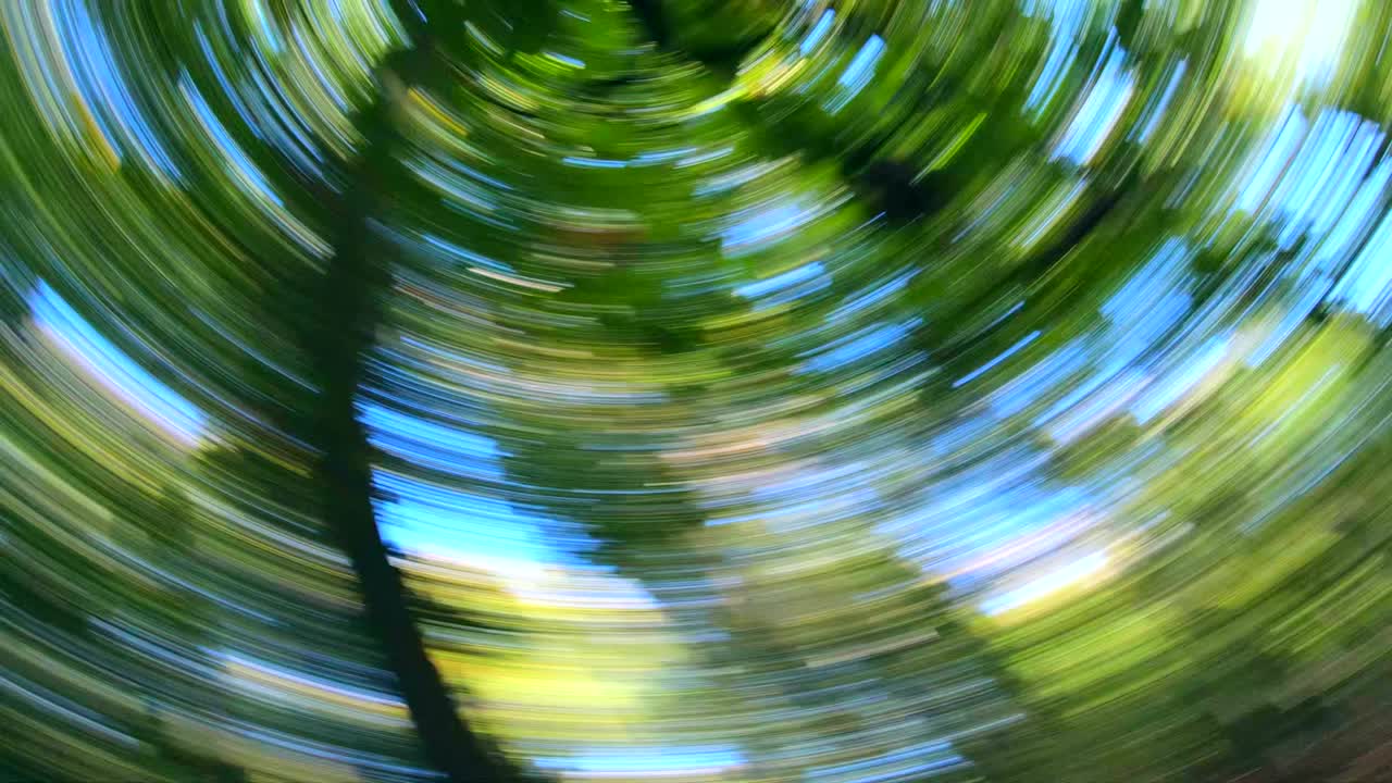 efectos de video de naturaleza abstracta, bosque, rotación, efectos creativos, movimiento, acción, 4k